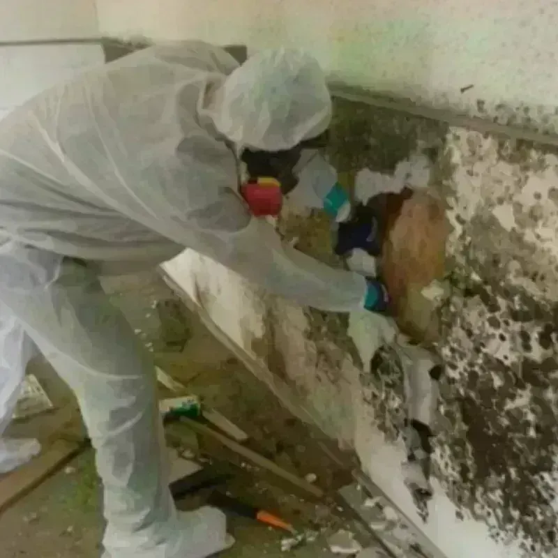 Mold Remediation and Removal in Fall City, WA